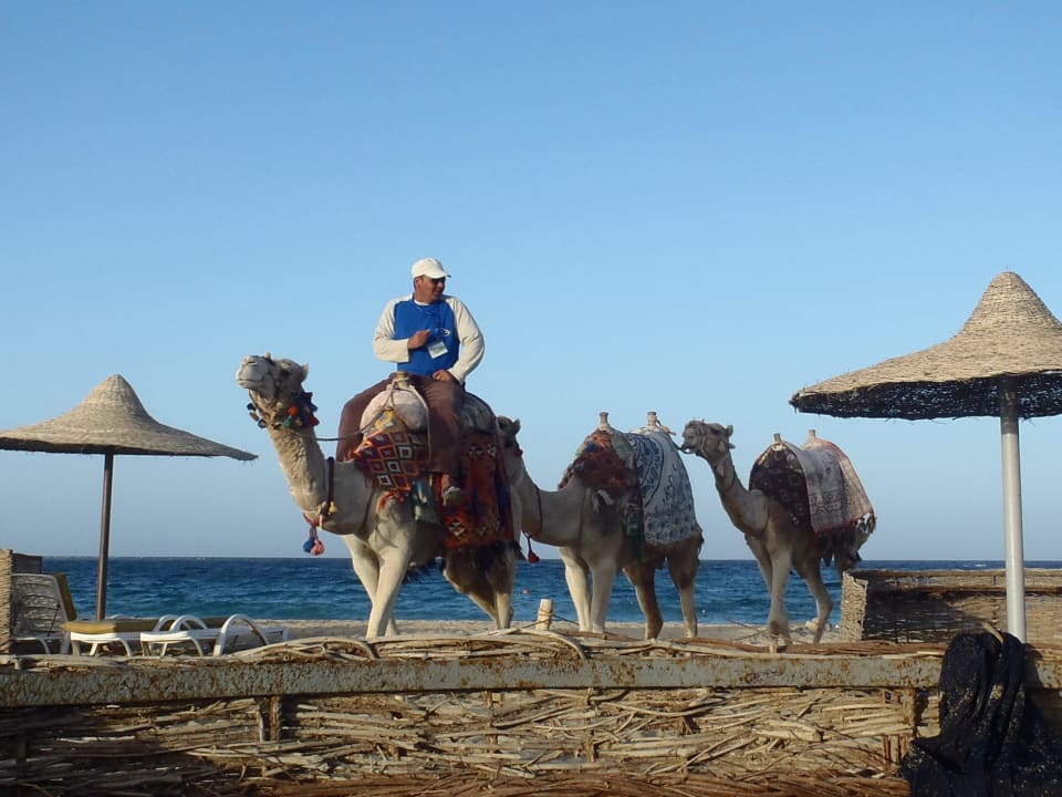 Camel rides Malikia Resort Abu Dabbab
