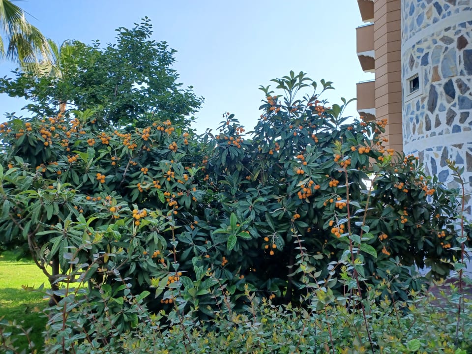 Außenansicht Side Mare Resort & Spa