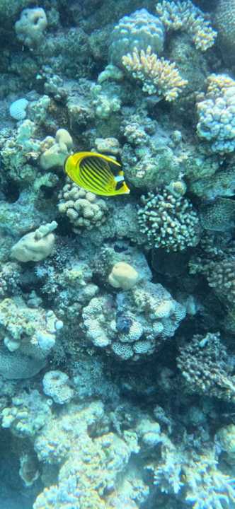 Strand Makadi Spa - Adults only