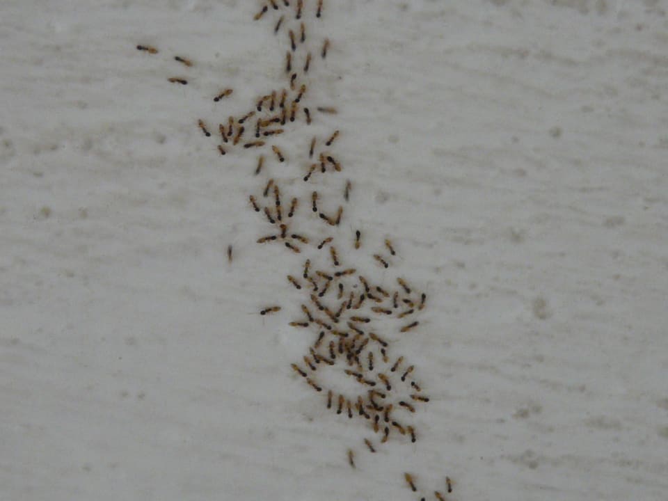 Zimmer Alborada Ocean Club