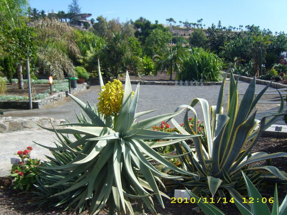 Botanischer Garten Bungalows Cordial Sandy Golf