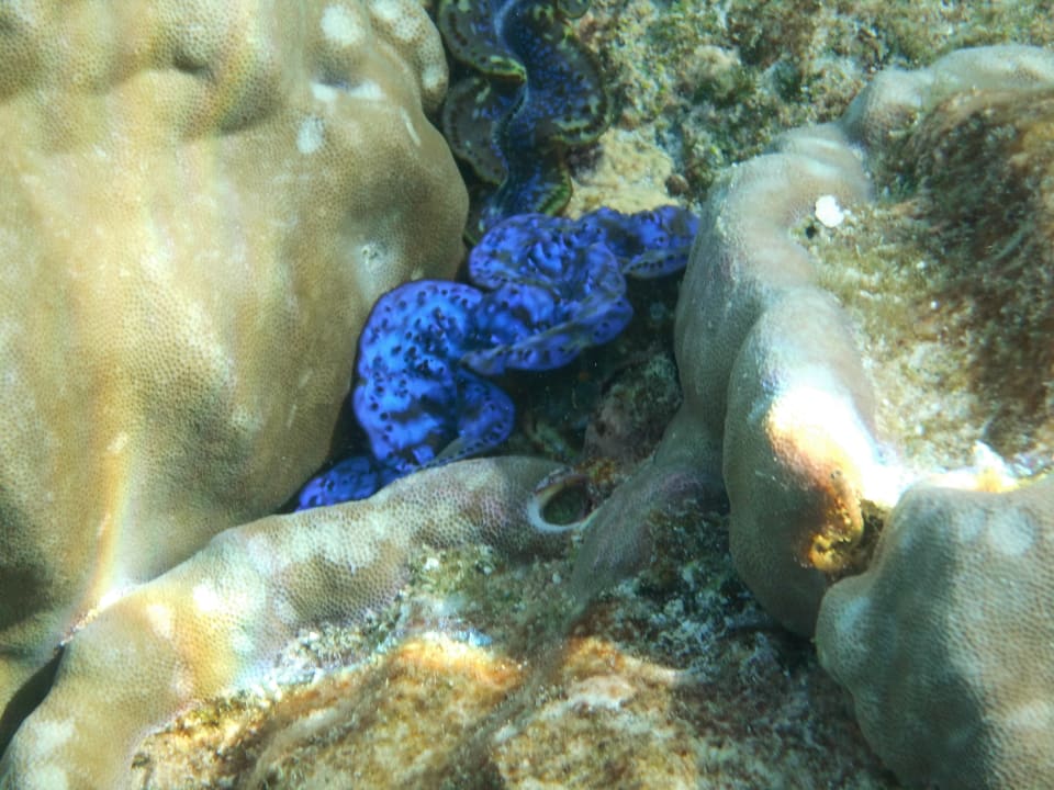 Sport & Freizeit NH Collection Maldives Reethi Resort