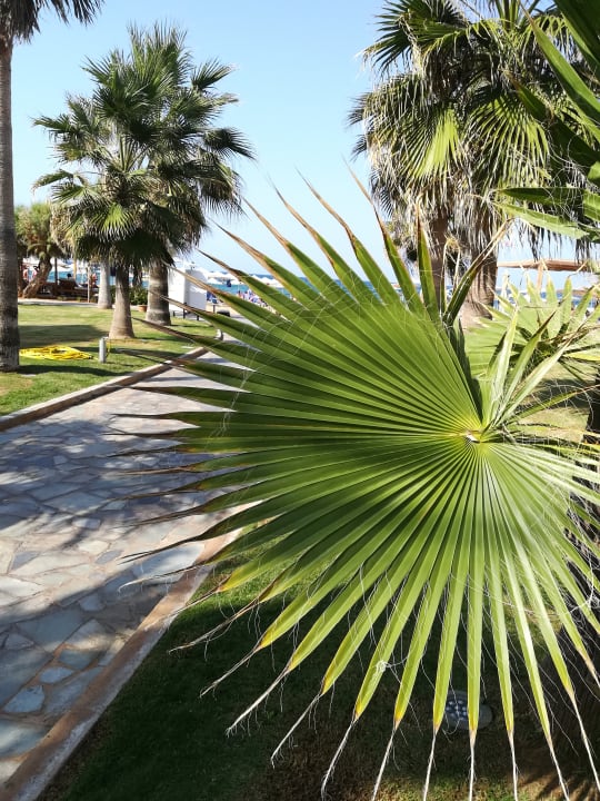 Gartenanlage Calimera Sirens Beach