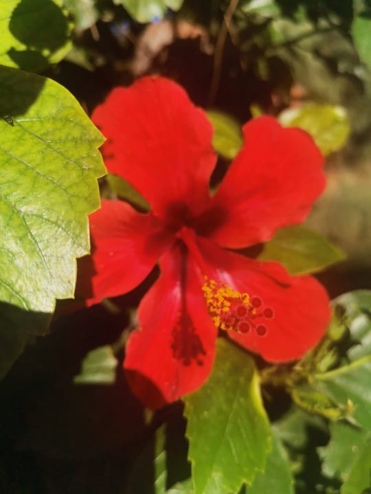 Gartenanlage As Queen Beach