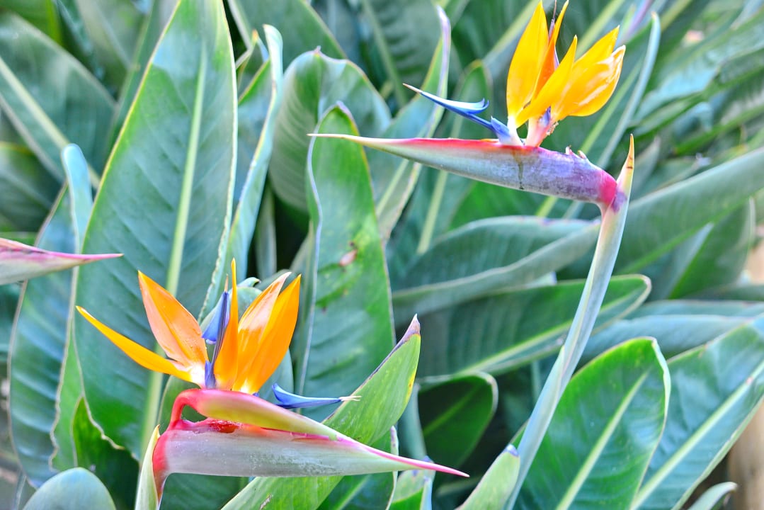 Gartenanlage Hotel Panoramica Garden