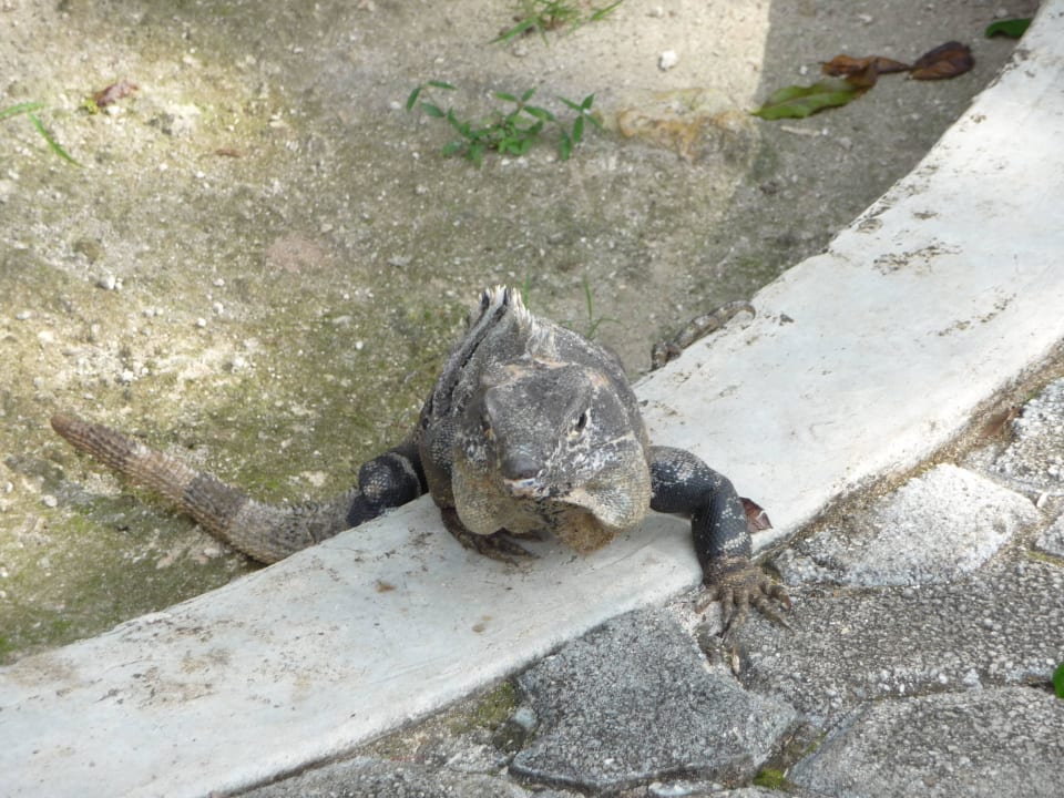 Leguan Hotel Riu Tequila