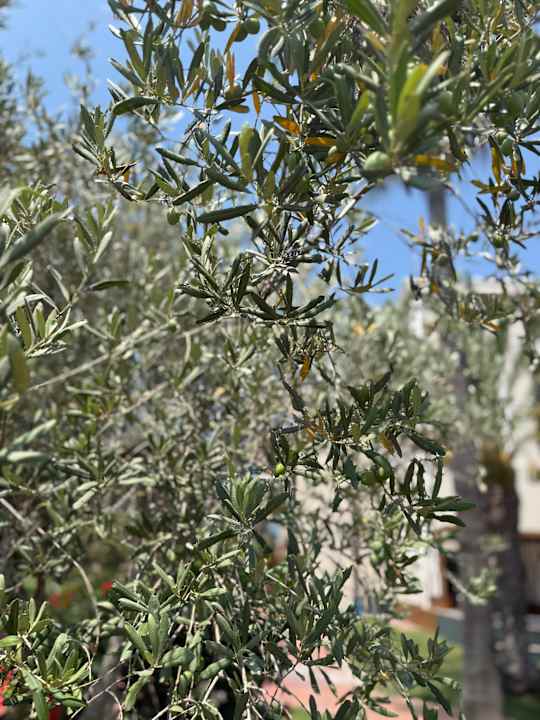 Gartenanlage Ducale Lara