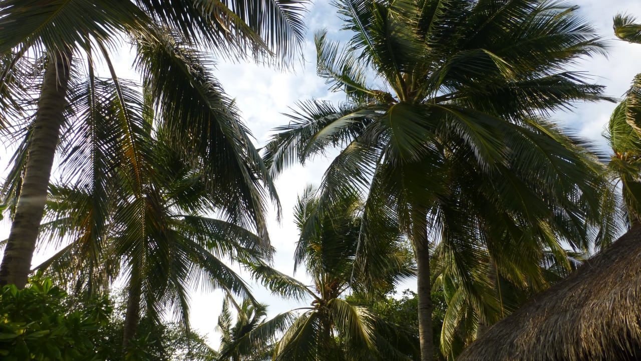 Gartenanlage Summer Island Maldives