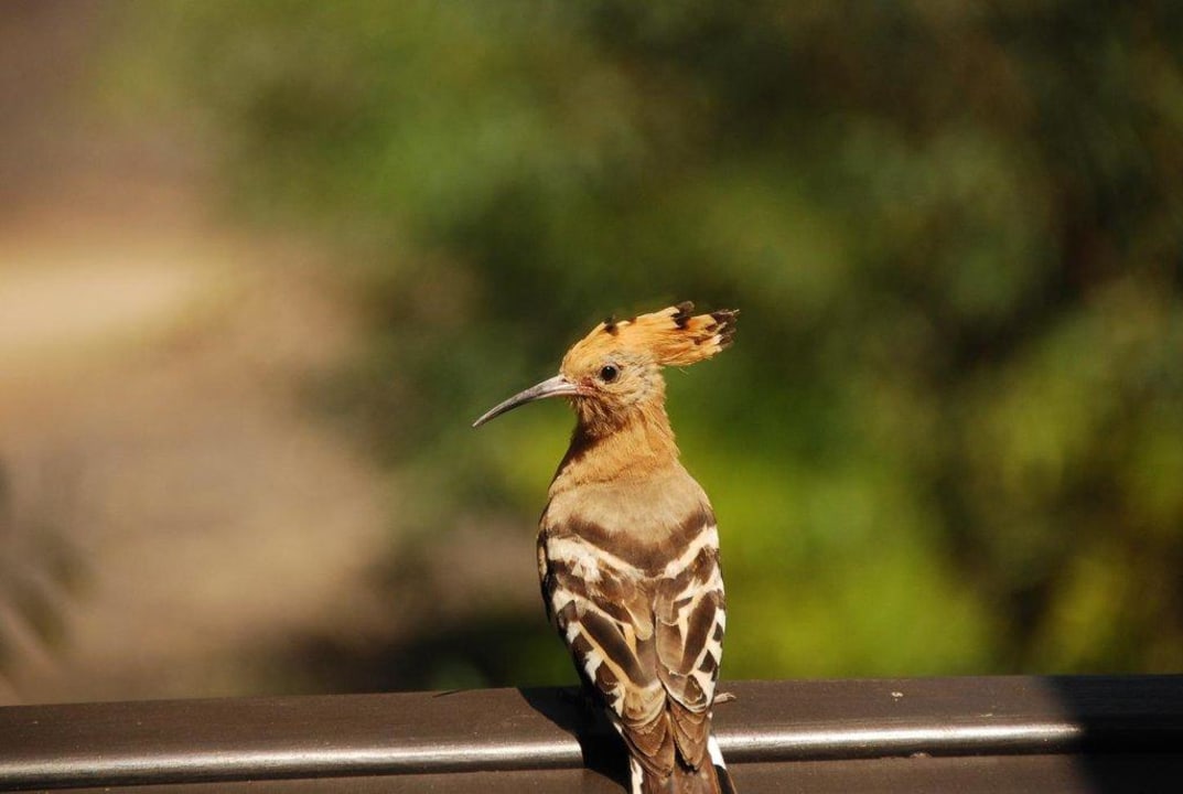 Besuch auf dem Balkon Seaside Grand Hotel Residencia