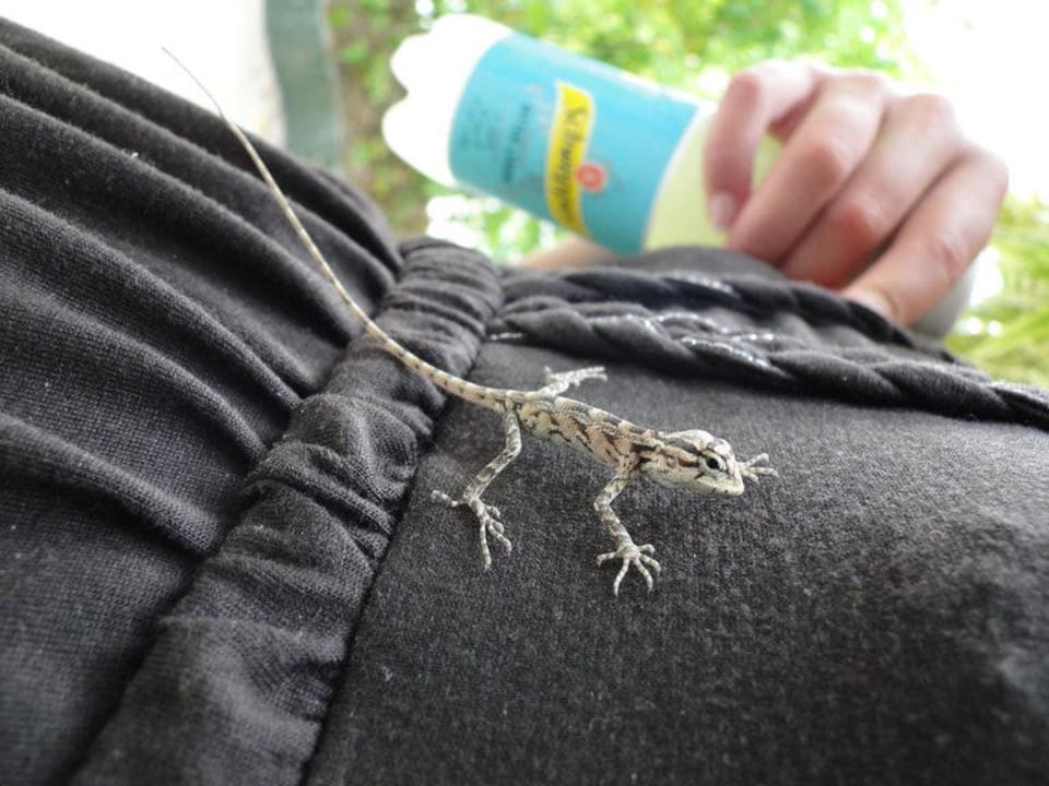 Baby-Schönechse Embudu Village