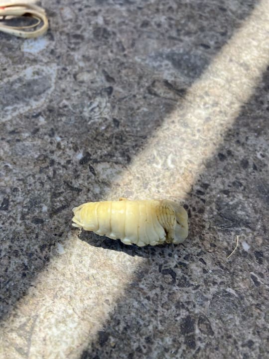 Gastro Porto Bello Beach