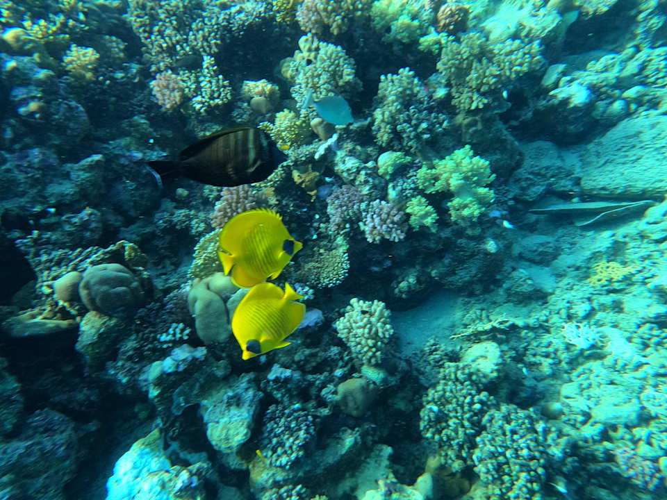Pool Serenity Alpha Beach