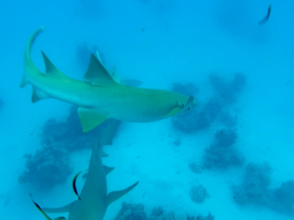 Sport & Freizeit Cinnamon Hakuraa Huraa Maldives