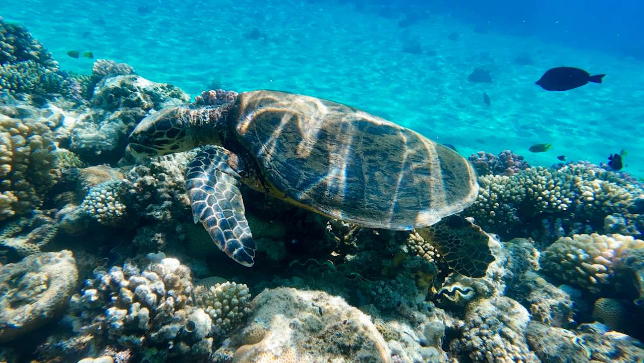 Strand Prima Life Makadi Resort