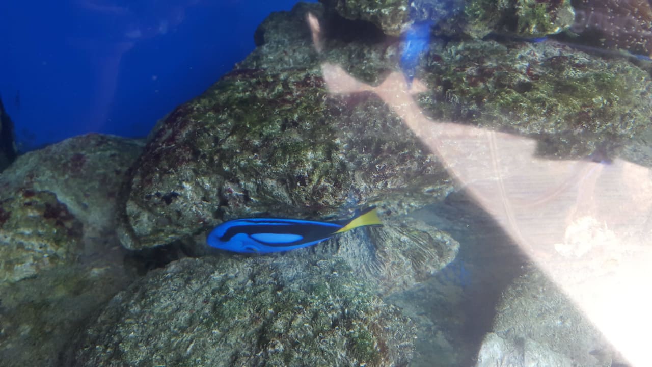 Bunte Fische Lokal Phuket