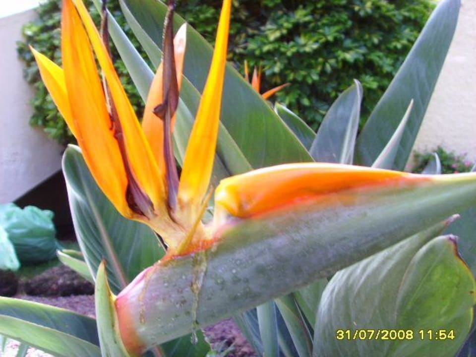 Gartenanlage  BLUESEA Costa Jardin Spa