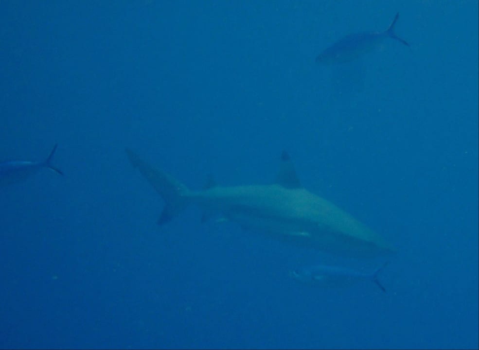 Schnorcheln Kuramathi Maldives