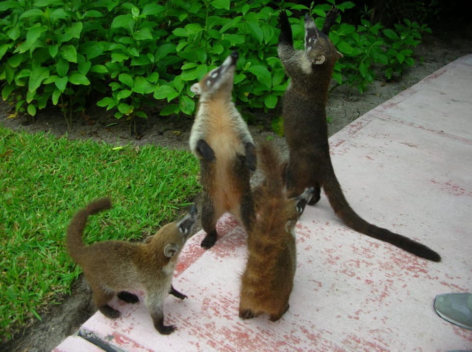 Nasenbären der Gartenanlage Catalonia Playa Maroma