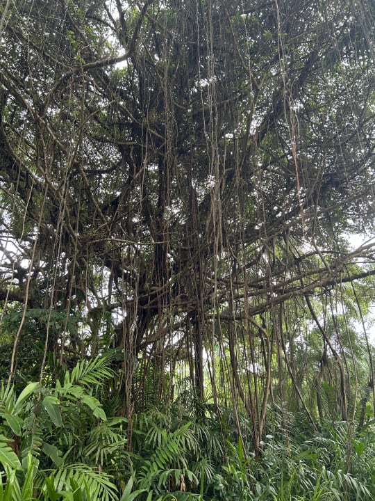 Gartenanlage ROBINSON KHAO LAK