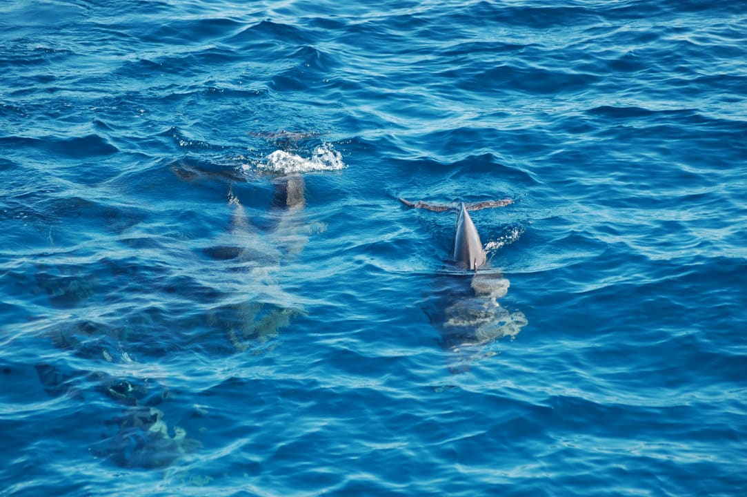 Strand Pickalbatros Aqua Vista Resort - Hurghada