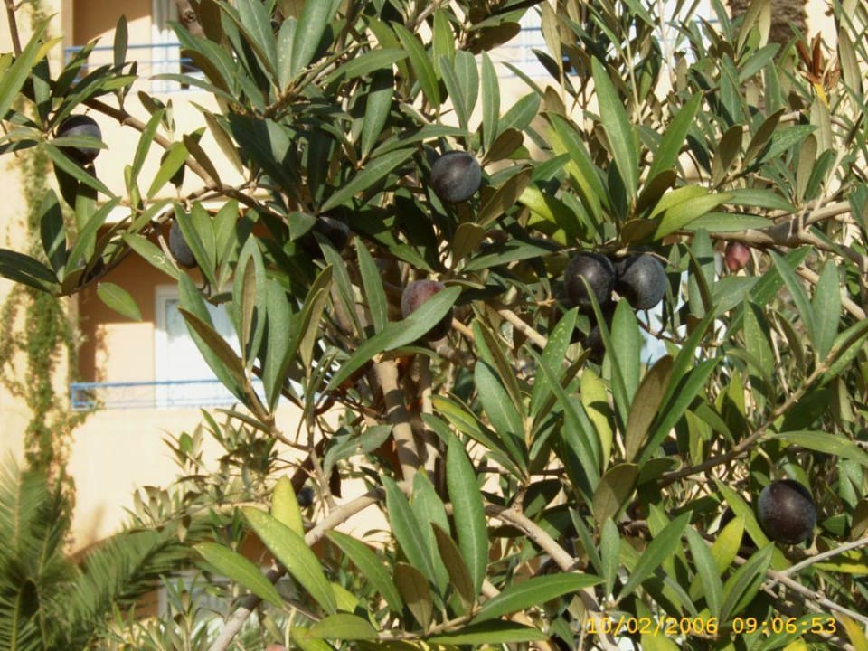 Reife Oliven im Garten Nour Palace Resort & Thalasso