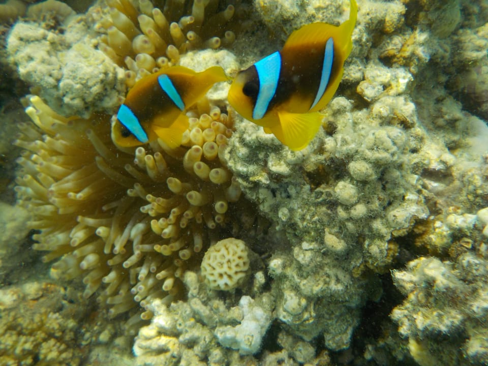 Sport & Freizeit Fort Arabesque Resort, Spa & Villas