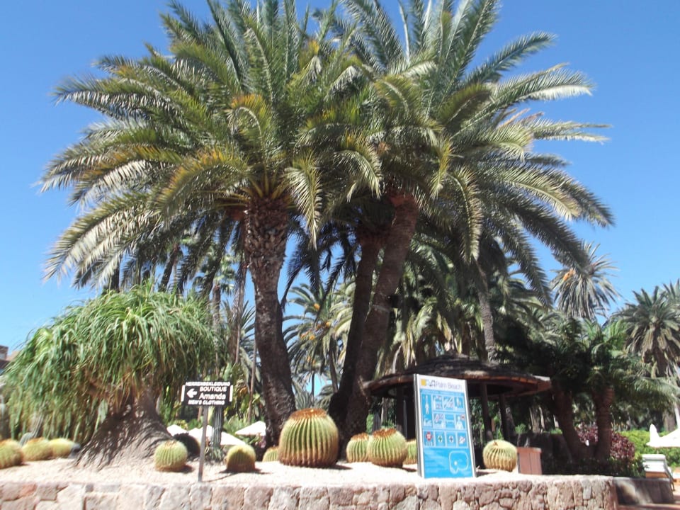 So viele Palmen und Pflanzen wie im Paradies Seaside Hotel Palm Beach