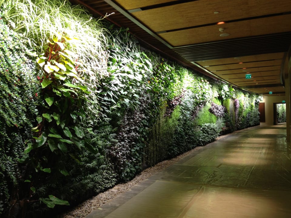 Green wall Sofitel Dubai The Palm Resort & Spa