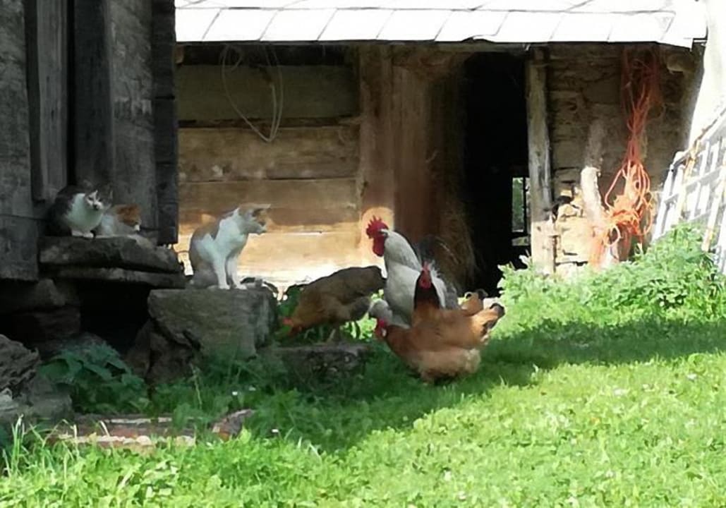 Sonstiges Bauernhof Hatzlhof