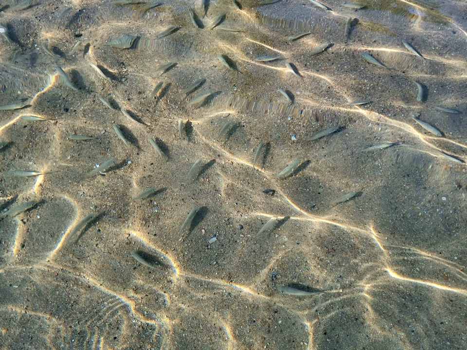 Strand Palm Royale Resort - Soma Bay