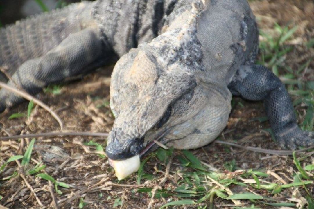 Leguan mit Banane Grand Palladium Kantenah Resort & Spa