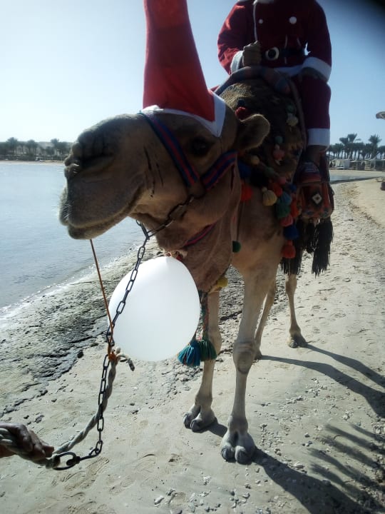 Strand Steigenberger Coraya Beach - Adults only