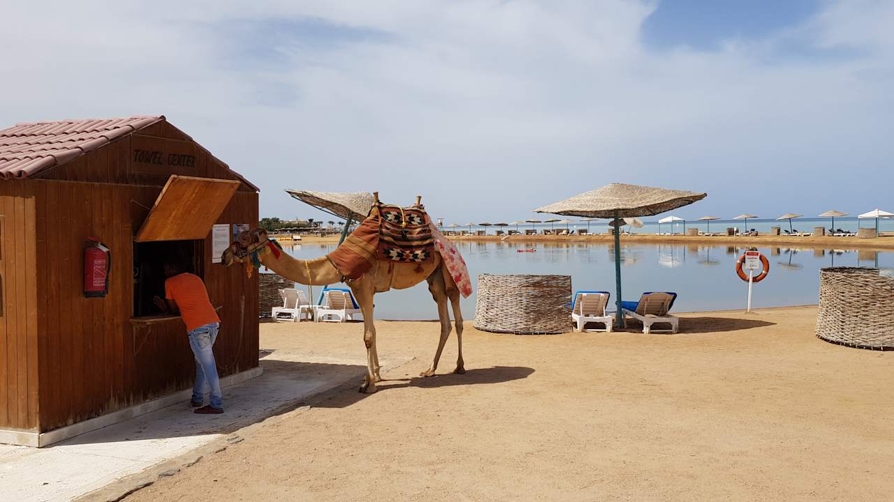 Gartenanlage Mövenpick Resort & Spa El Gouna