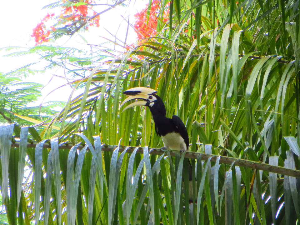 Gartenanlage Hotel Koyao Island Resort