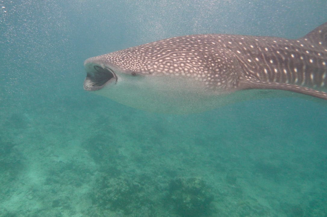 Walhai Diamonds Thudufushi