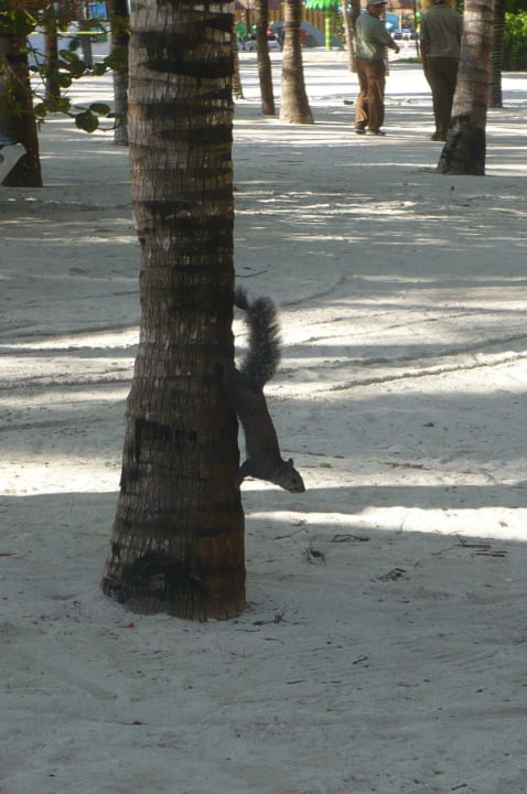 Eichkater morgens am Strand Grand Palladium Kantenah Resort & Spa