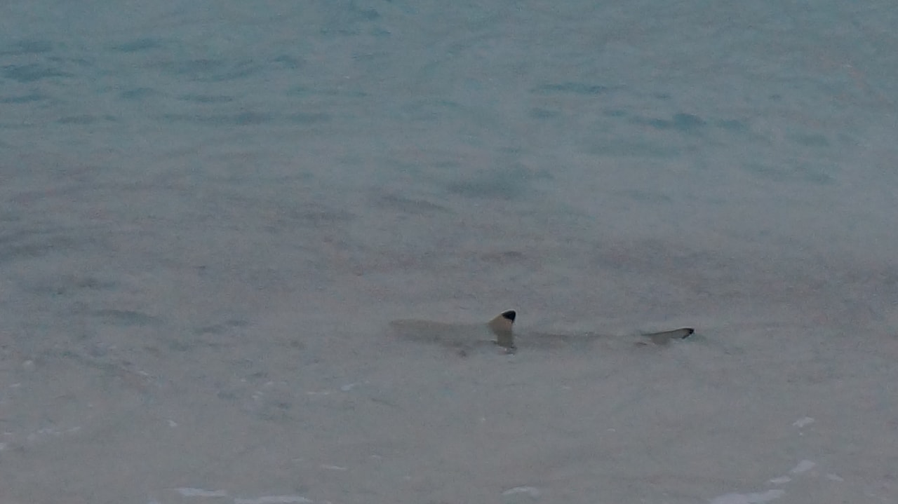 Strand Cinnamon Velifushi Maldives - Free One-Way Speedboat and 02 Kids Under 12 Stay & Dine Free