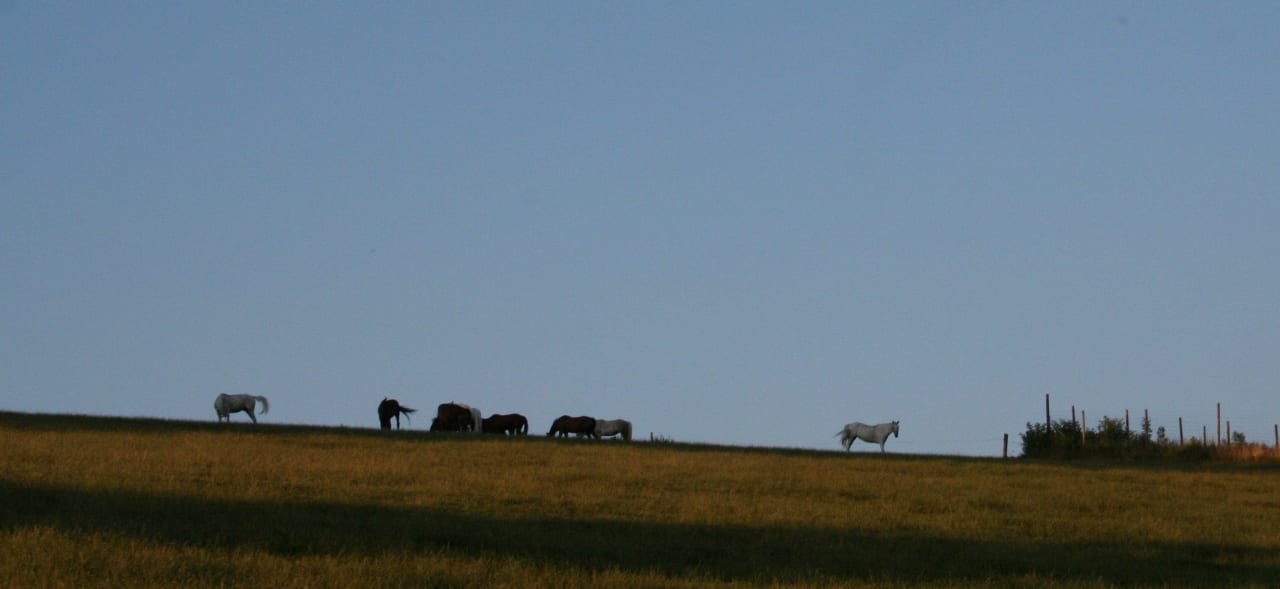 Pferdeweide Die Hochrieß