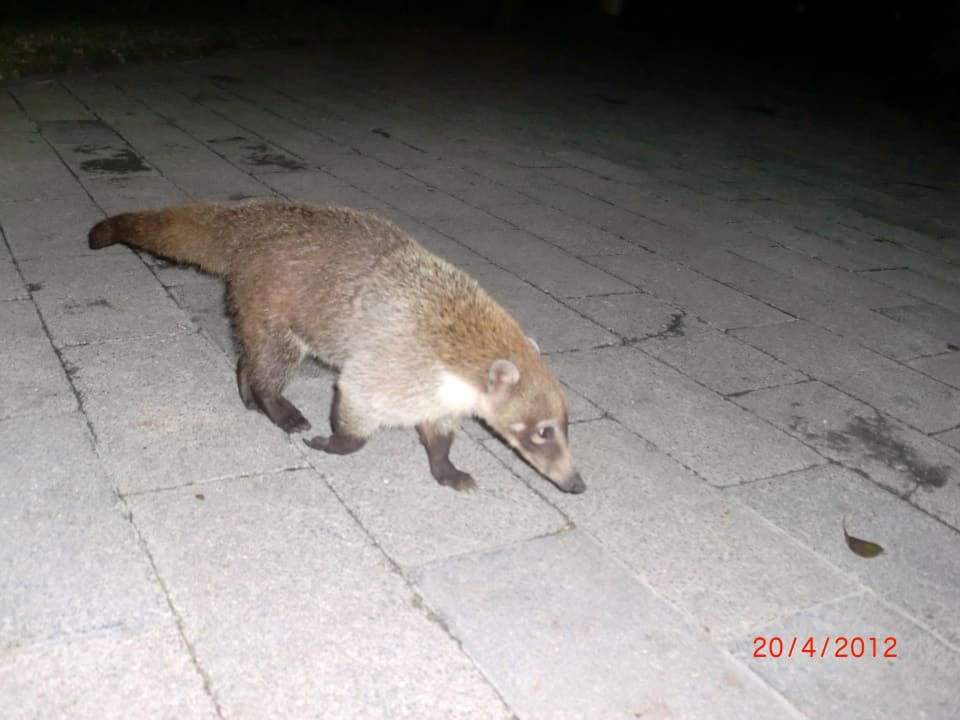 Nasenbär Hotel Riu Tequila