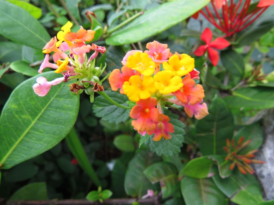 Gartenanlage Sol Rio De Luna y Mares