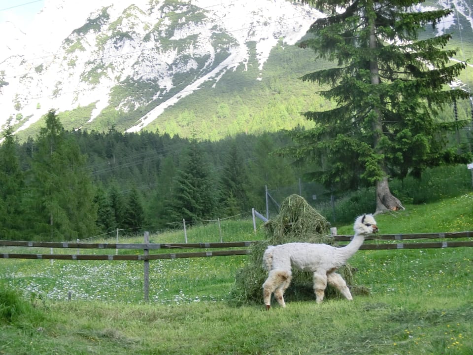 Alpaka hinter dem Hotel Gästehaus Panorama