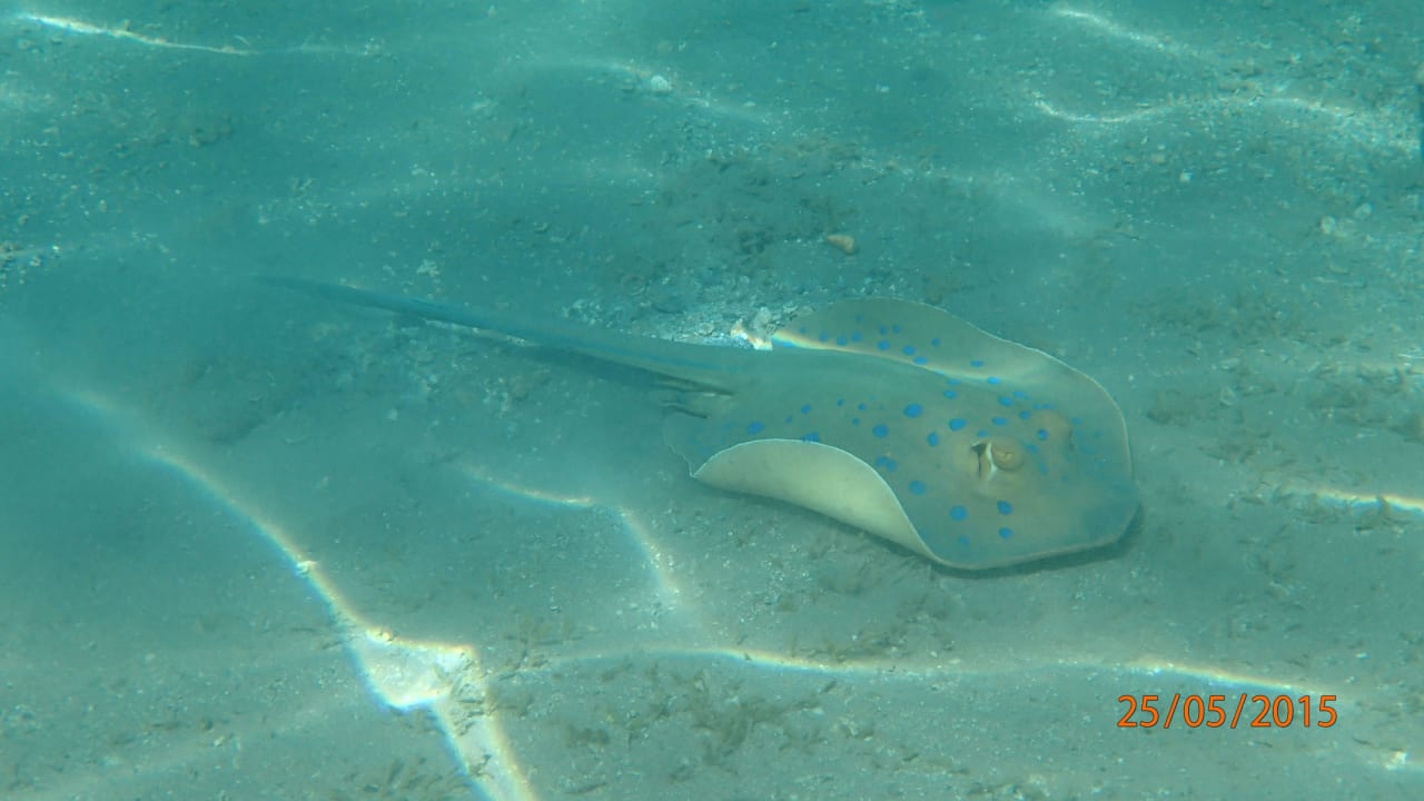 Makadi Beach Jaz Makadi Oasis Resort