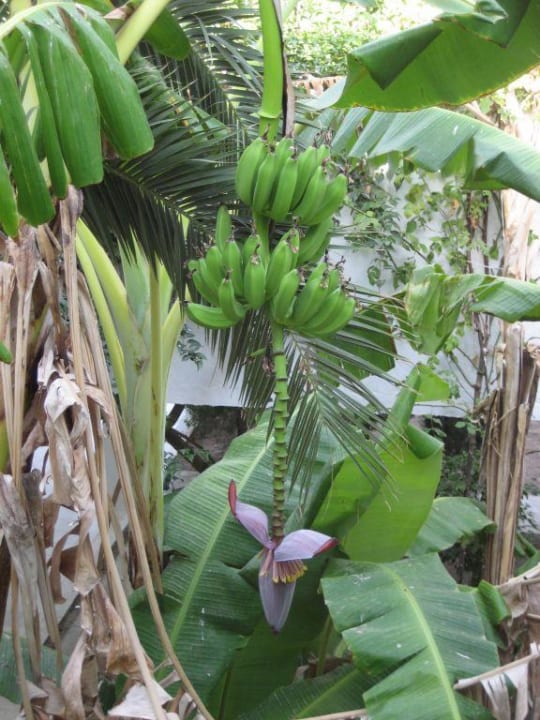 Bananen Hotel El Fell Resort & Spa