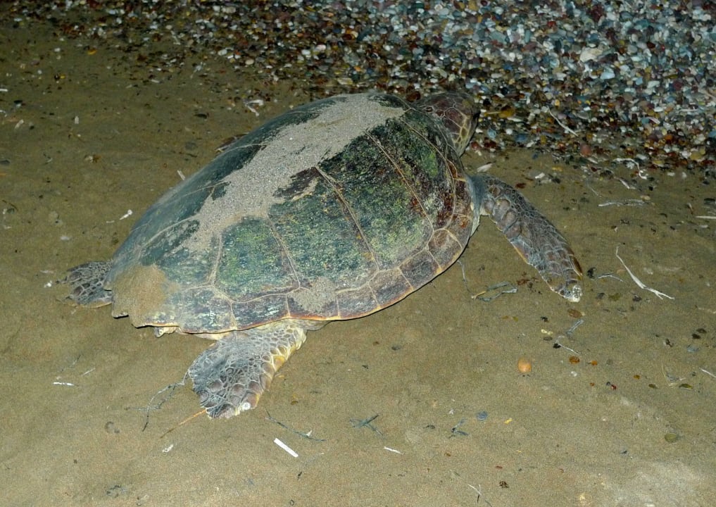 Am Weg zurück As Queen Beach