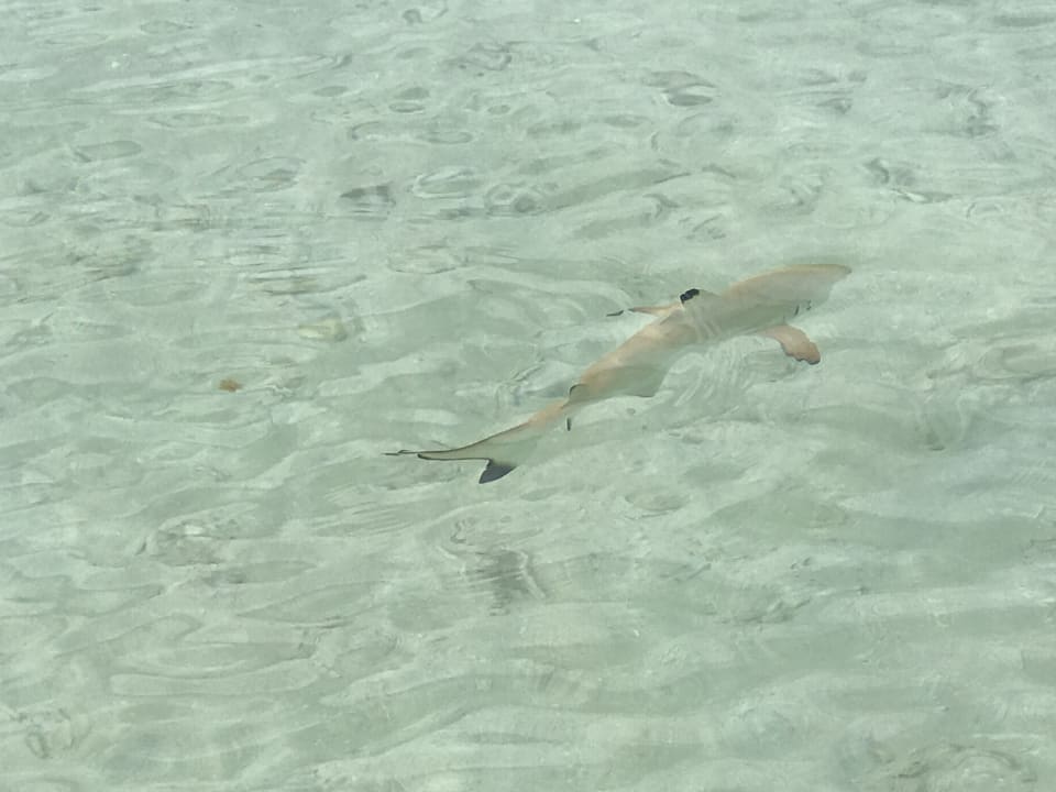 Strand Adaaran Select Meedhupparu Island Resort - Premium All Inclusive