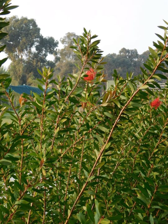 Gartenanlage Korumar Ephesus Beach & Spa Resort