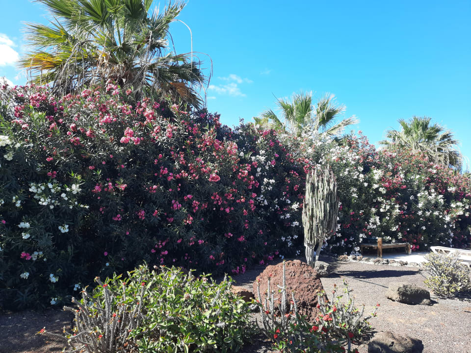 Gartenanlage Elba Carlota Beach & Golf Resort