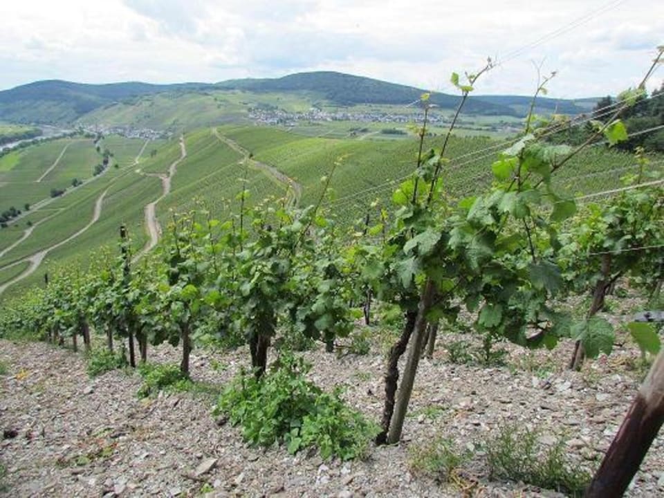 Wanderweg Moselsteig  Hotel Moselsteig