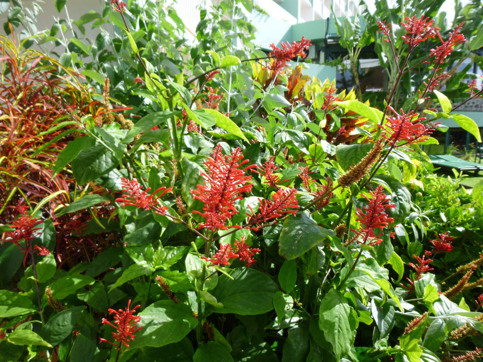 Wenn Madeiras Blüten blühen Pestana Ocean Bay All Inclusive
