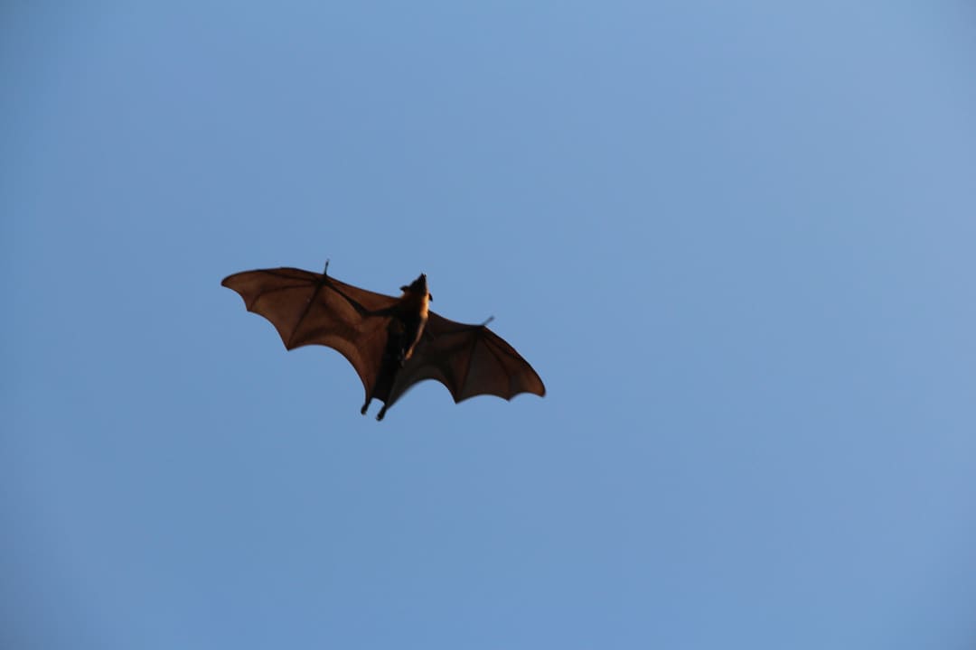 Batman  Meeru Maldives Resort Island